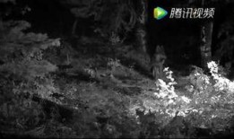 荒原第1季手机在线观看,在线解锁神秘荒原之旅